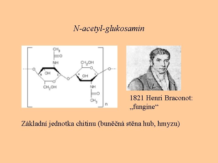 N-acetyl-glukosamin 1821 Henri Braconot: „fungine“ Základní jednotka chitinu (buněčná stěna hub, hmyzu) 