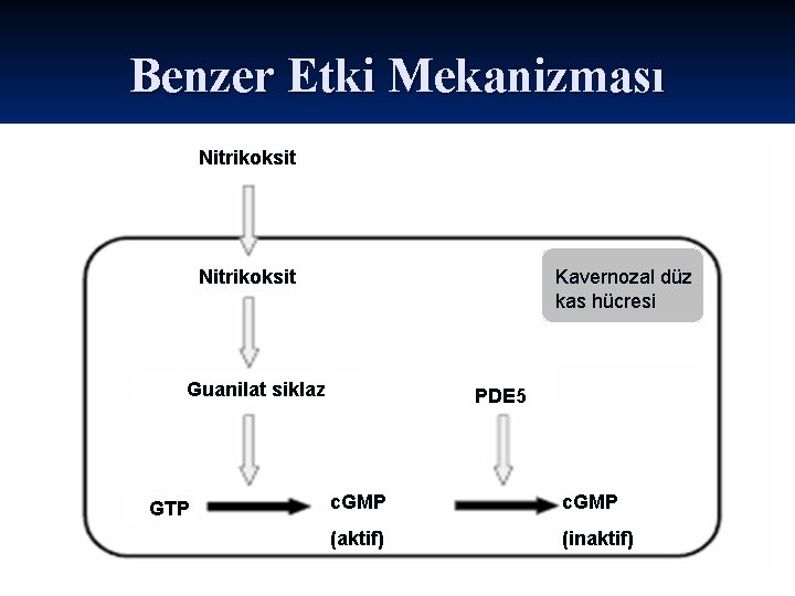 Benzer Etki Mekanizması Nitrikoksit Kavernozal düz kas hücresi Guanilat siklaz GTP PDE 5 c.