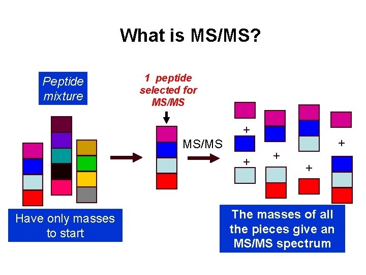 What is MS/MS? Peptide mixture 1 peptide selected for MS/MS + Have only masses