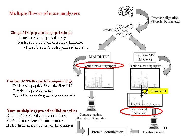 Multiple flavors of mass analyzers Single MS (peptide fingerprinting): Identifies m/z of peptide only