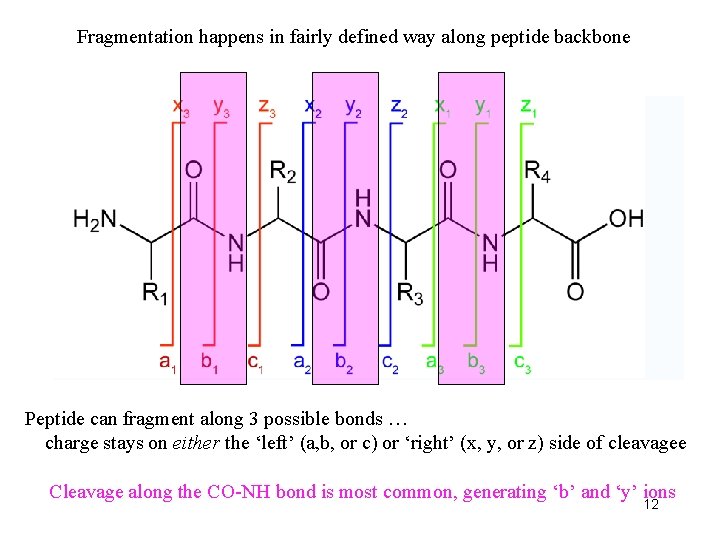 Fragmentation happens in fairly defined way along peptide backbone Peptide can fragment along 3