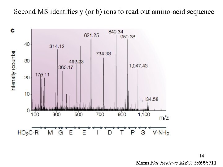 Second MS identifies y (or b) ions to read out amino-acid sequence 14 Mann