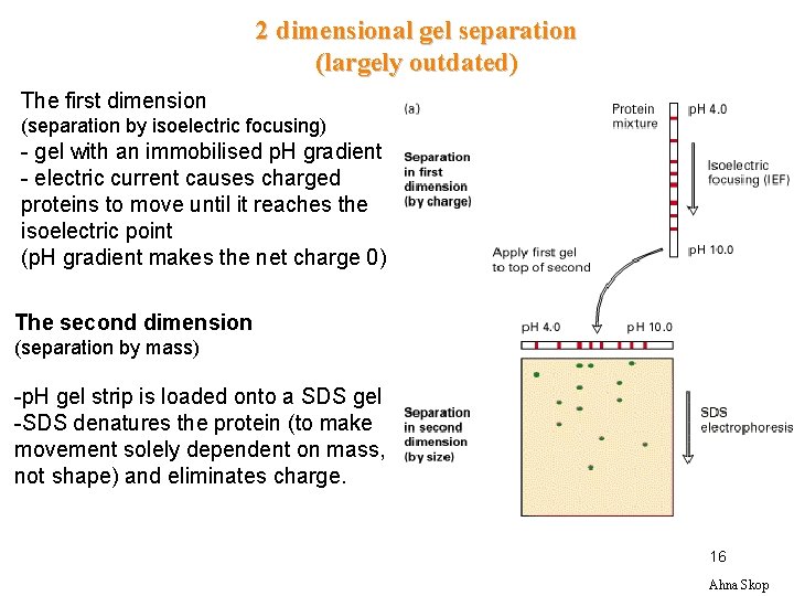 2 dimensional gel separation (largely outdated) The first dimension (separation by isoelectric focusing) -