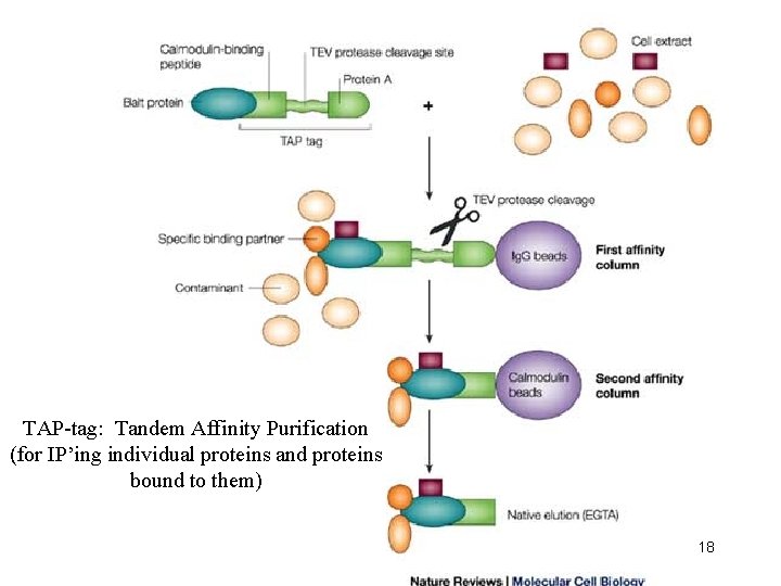 TAP-tag: Tandem Affinity Purification (for IP’ing individual proteins and proteins bound to them) 18