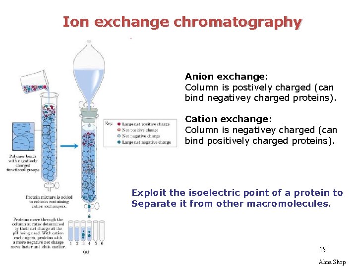 Ion exchange chromatography Anion exchange: Column is postively charged (can bind negativey charged proteins).