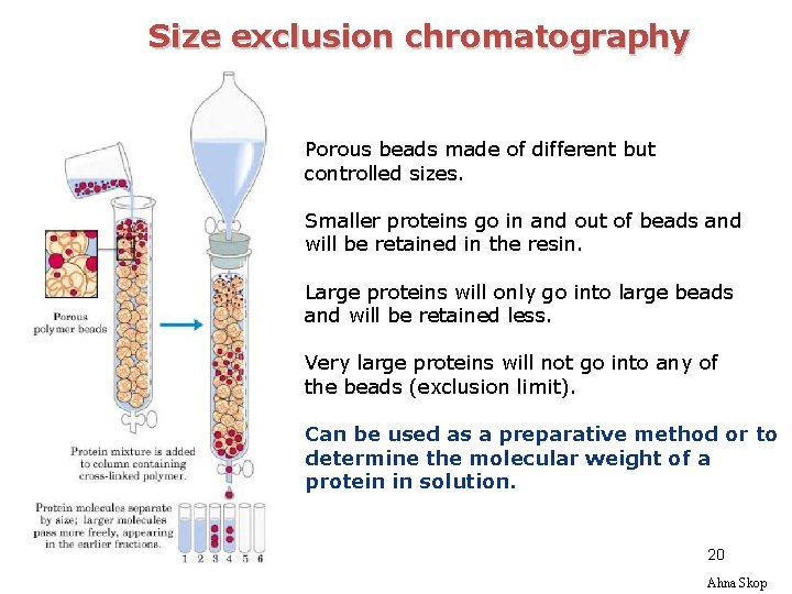 Size exclusion chromatography Porous beads made of different but controlled sizes. Smaller proteins go