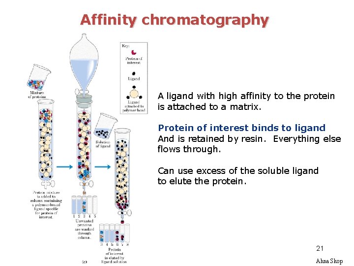 Affinity chromatography A ligand with high affinity to the protein is attached to a