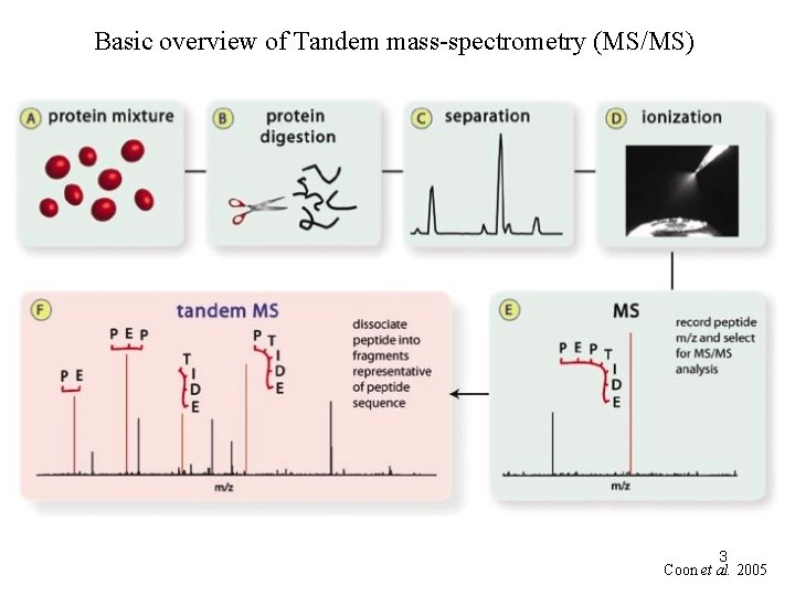 Basic overview of Tandem mass-spectrometry (MS/MS) 3 Coon et al. 2005 