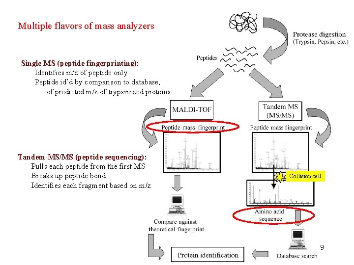 Multiple flavors of mass analyzers Single MS (peptide fingerprinting): Identifies m/z of peptide only