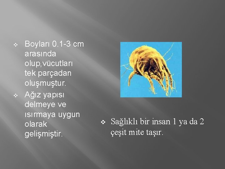 v v Boyları 0. 1 -3 cm arasında olup, vücutları tek parçadan oluşmuştur. Ağız v v Boyları 0. 1 -3 cm arasında olup, vücutları tek parçadan oluşmuştur. Ağız
