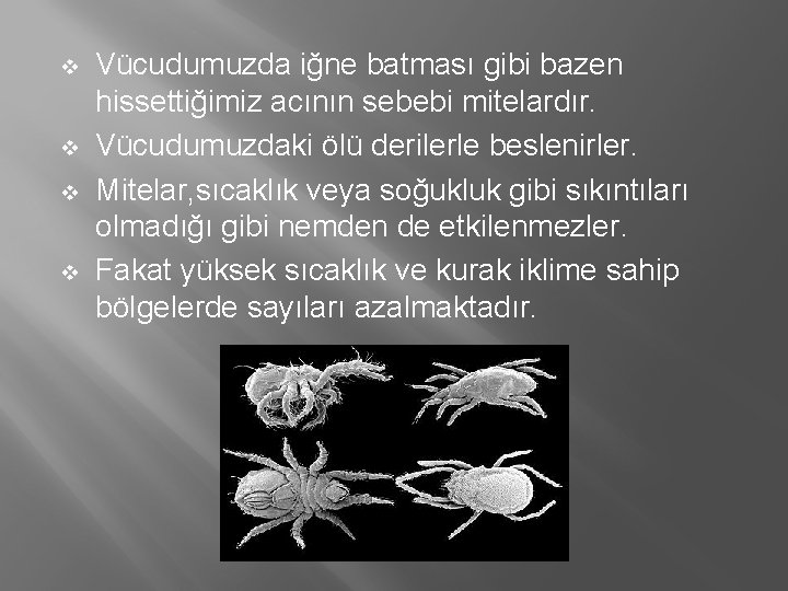 v v Vücudumuzda iğne batması gibi bazen hissettiğimiz acının sebebi mitelardır. Vücudumuzdaki ölü derilerle v v Vücudumuzda iğne batması gibi bazen hissettiğimiz acının sebebi mitelardır. Vücudumuzdaki ölü derilerle