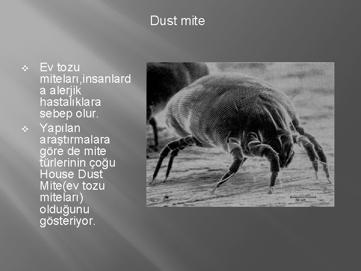 Dust mite v v Ev tozu miteları, insanlard a alerjik hastalıklara sebep olur. Yapılan Dust mite v v Ev tozu miteları, insanlard a alerjik hastalıklara sebep olur. Yapılan