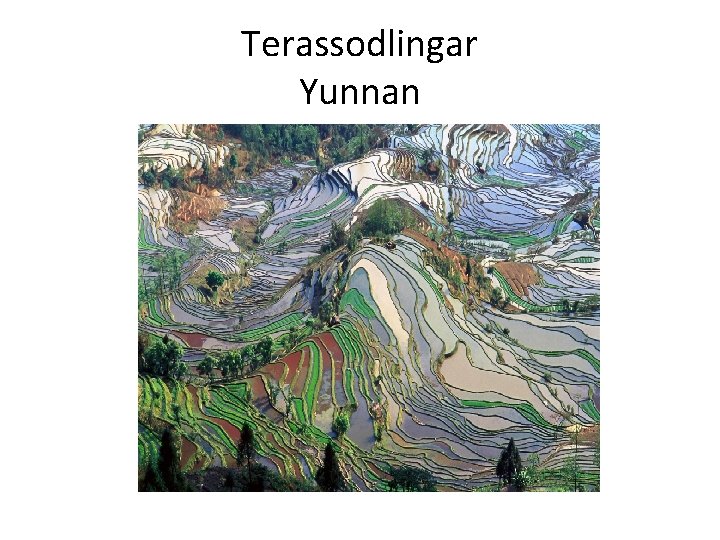 Terassodlingar Yunnan 