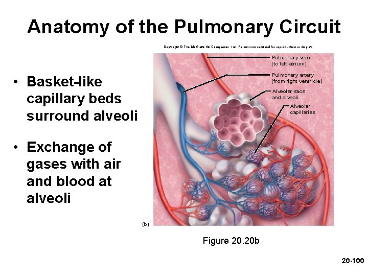 Anatomy of the Pulmonary Circuit Copyright © The Mc. Graw-Hill Companies, Inc. Permission required