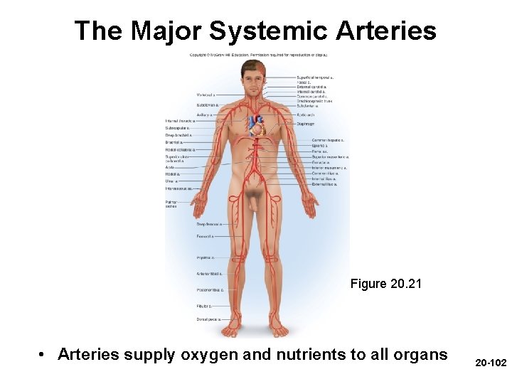 The Major Systemic Arteries Figure 20. 21 • Arteries supply oxygen and nutrients to