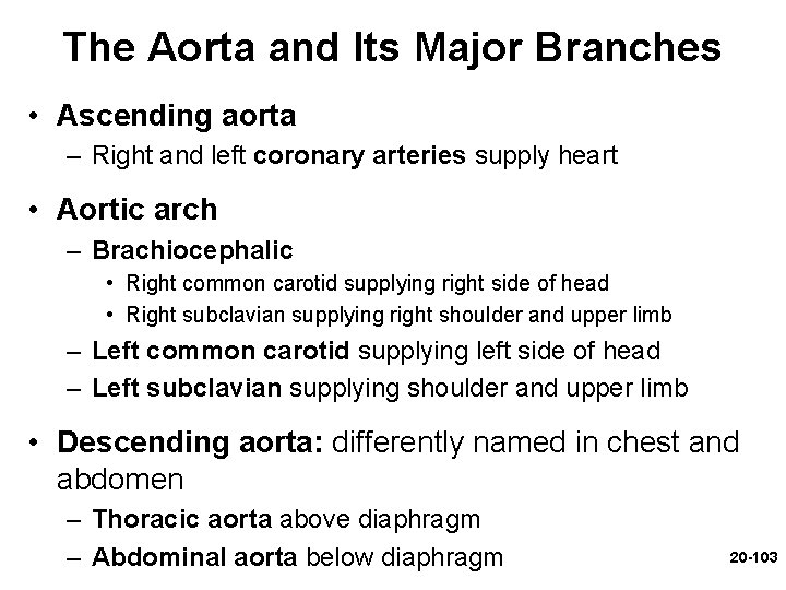 The Aorta and Its Major Branches • Ascending aorta – Right and left coronary