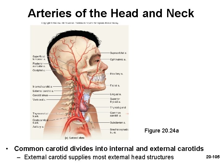 Arteries of the Head and Neck Figure 20. 24 a • Common carotid divides