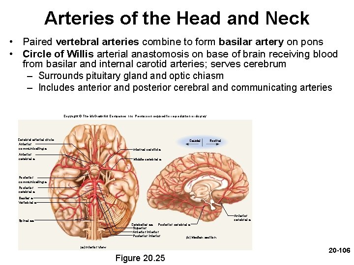Arteries of the Head and Neck • Paired vertebral arteries combine to form basilar