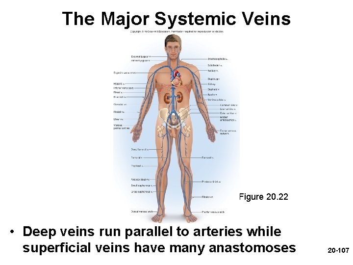 The Major Systemic Veins Figure 20. 22 • Deep veins run parallel to arteries