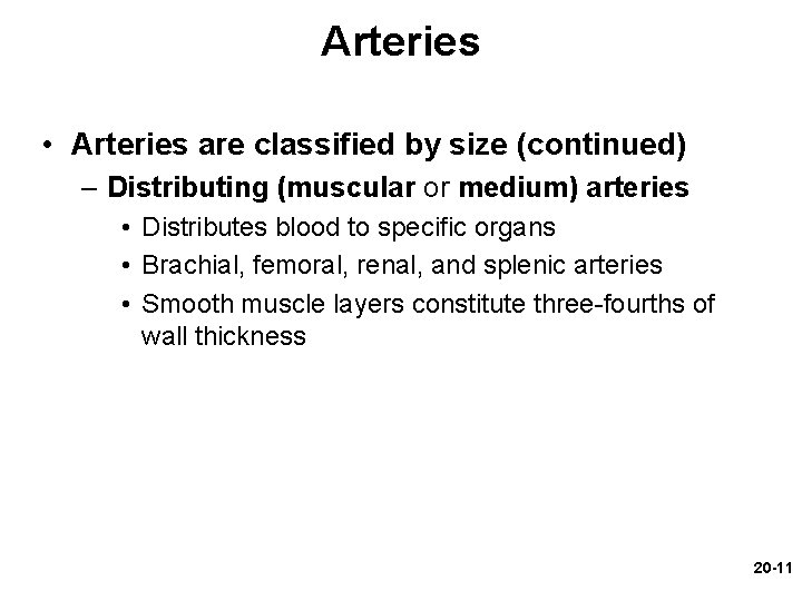 Arteries • Arteries are classified by size (continued) – Distributing (muscular or medium) arteries