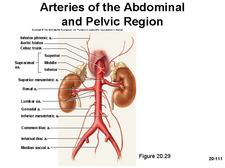 Arteries of the Abdominal and Pelvic Region Copyright © The Mc. Graw-Hill Companies, Inc.