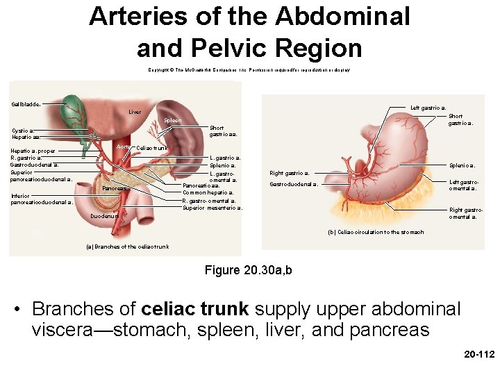 Arteries of the Abdominal and Pelvic Region Copyright © The Mc. Graw-Hill Companies, Inc.