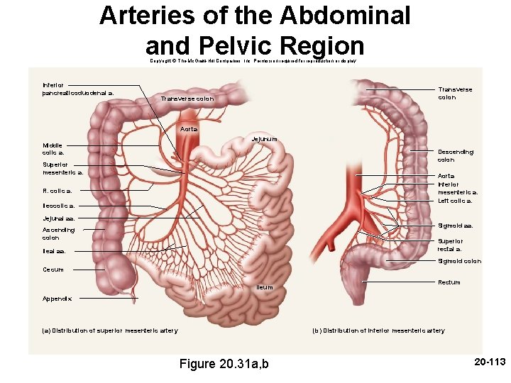 Arteries of the Abdominal and Pelvic Region Copyright © The Mc. Graw-Hill Companies, Inc.