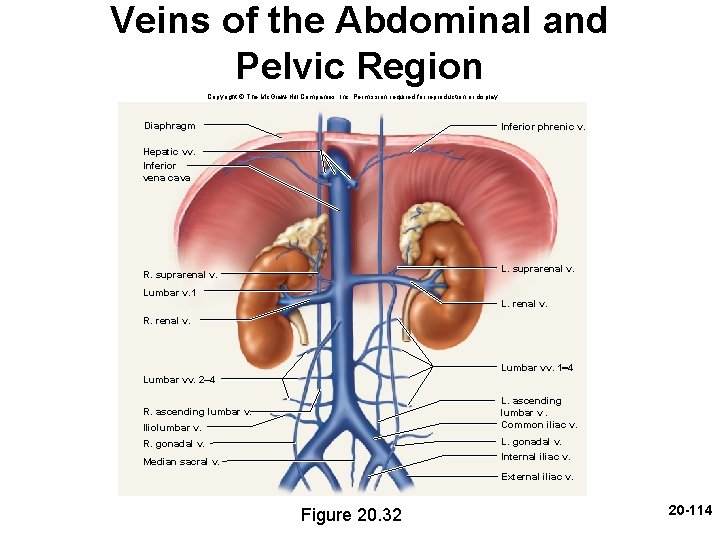 Veins of the Abdominal and Pelvic Region Copyright © The Mc. Graw-Hill Companies, Inc.