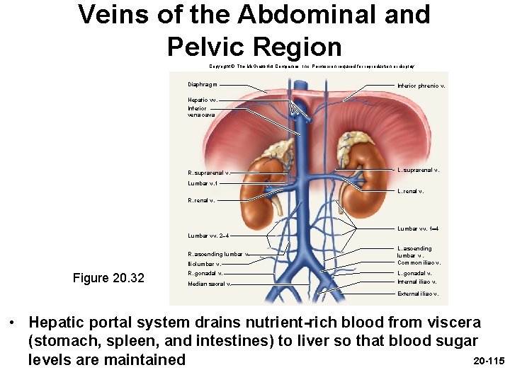 Veins of the Abdominal and Pelvic Region Copyright © The Mc. Graw-Hill Companies, Inc.