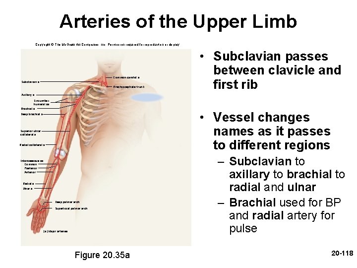 Arteries of the Upper Limb Copyright © The Mc. Graw-Hill Companies, Inc. Permission required