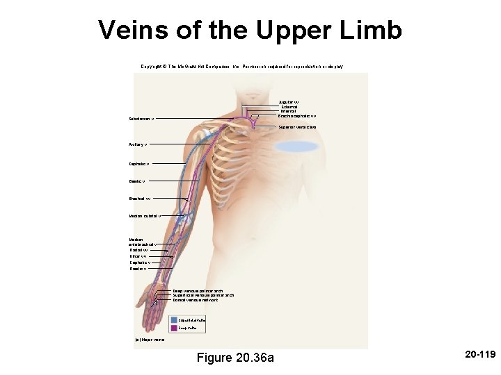 Veins of the Upper Limb Copyright © The Mc. Graw-Hill Companies, Inc. Permission required