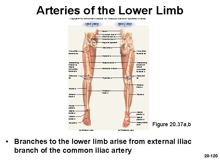 Arteries of the Lower Limb Copyright © The Mc. Graw-Hill Companies, Inc. Permission required