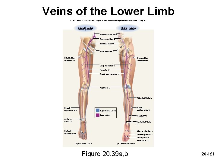 Veins of the Lower Limb Copyright © The Mc. Graw-Hill Companies, Inc. Permission required