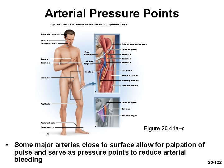 Arterial Pressure Points Copyright © The Mc. Graw-Hill Companies, Inc. Permission required for reproduction