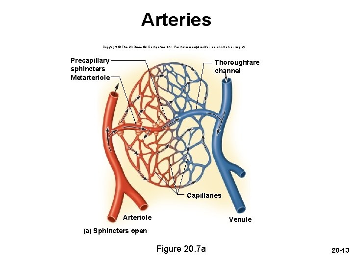 Arteries Copyright © The Mc. Graw-Hill Companies, Inc. Permission required for reproduction or display.