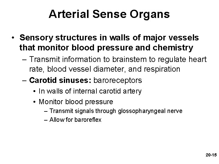 Arterial Sense Organs • Sensory structures in walls of major vessels that monitor blood