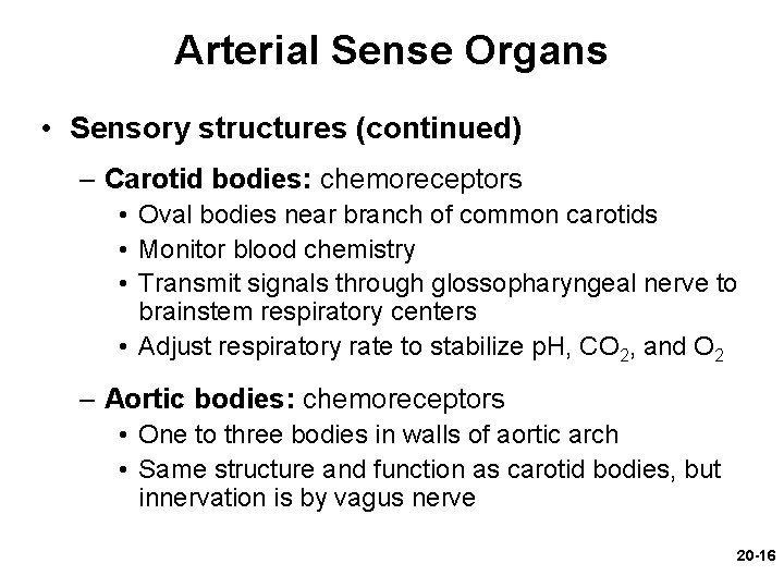 Arterial Sense Organs • Sensory structures (continued) – Carotid bodies: chemoreceptors • Oval bodies