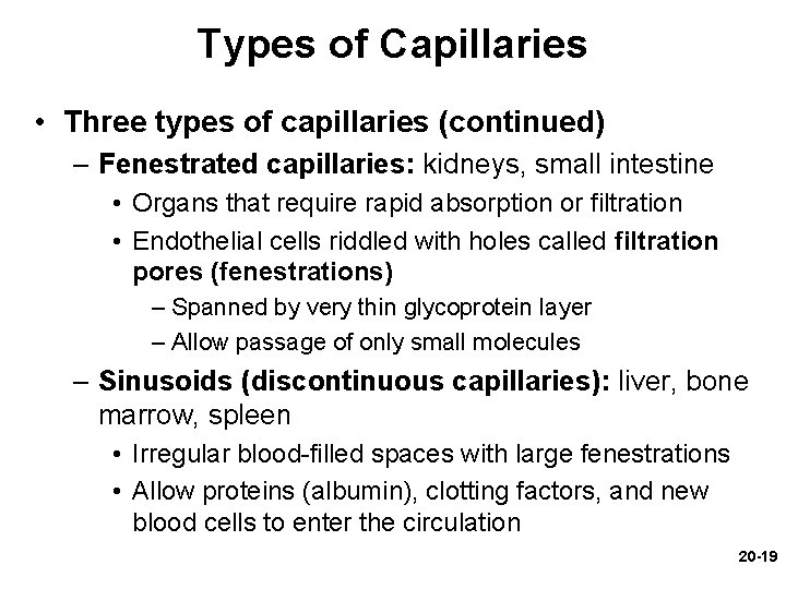 Types of Capillaries • Three types of capillaries (continued) – Fenestrated capillaries: kidneys, small