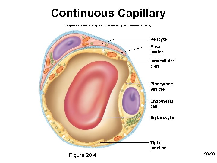 Continuous Capillary Copyright © The Mc. Graw-Hill Companies, Inc. Permission required for reproduction or