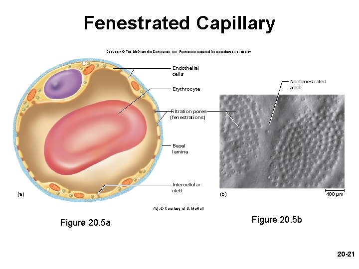 Fenestrated Capillary Copyright © The Mc. Graw-Hill Companies, Inc. Permission required for reproduction or