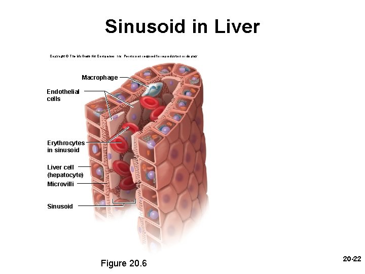 Sinusoid in Liver Copyright © The Mc. Graw-Hill Companies, Inc. Permission required for reproduction