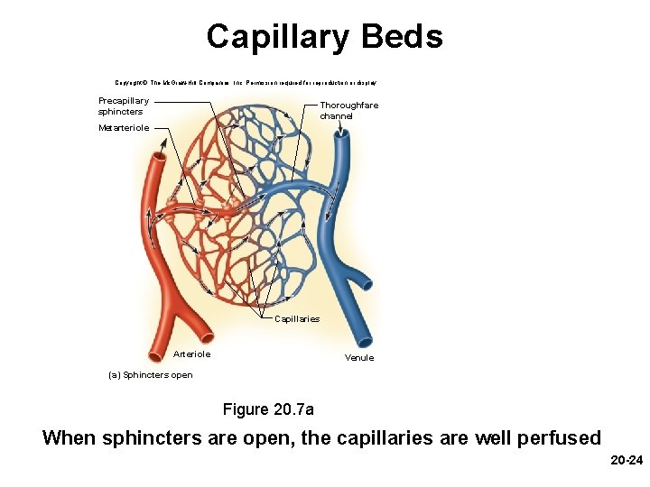 Capillary Beds Copyright © The Mc. Graw-Hill Companies, Inc. Permission required for reproduction or