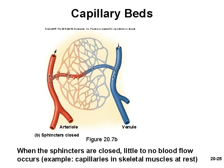 Capillary Beds Copyright © The Mc. Graw-Hill Companies, Inc. Permission required for reproduction or