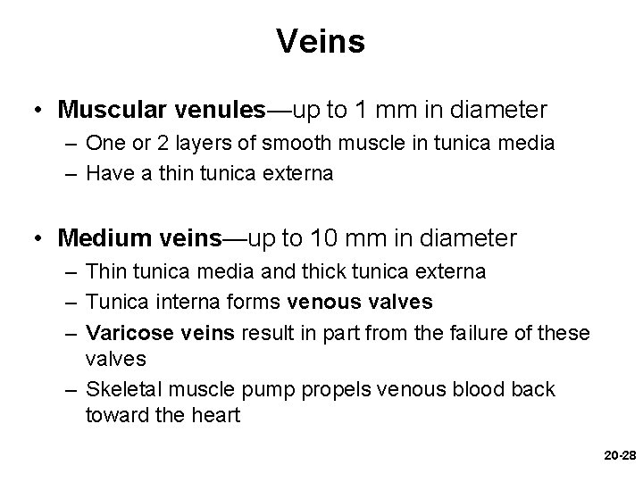 Veins • Muscular venules—up to 1 mm in diameter – One or 2 layers