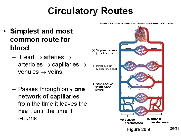 Circulatory Routes Copyright © The Mc. Graw-Hill Companies, Inc. Permission required for reproduction or