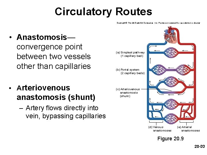 Circulatory Routes Copyright © The Mc. Graw-Hill Companies, Inc. Permission required for reproduction or