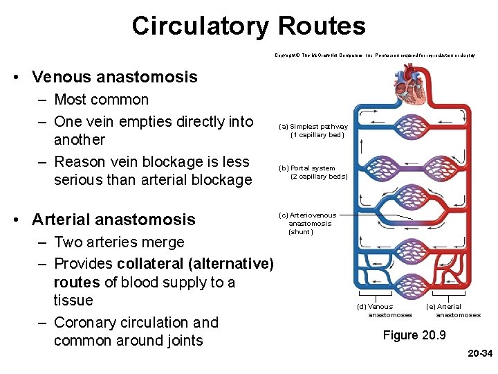 Circulatory Routes Copyright © The Mc. Graw-Hill Companies, Inc. Permission required for reproduction or