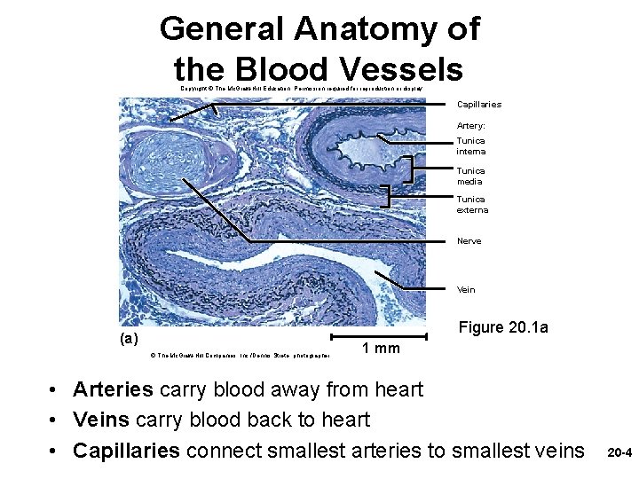 General Anatomy of the Blood Vessels Copyright © The Mc. Graw-Hill Education. Permission required