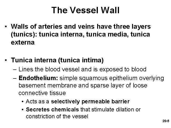 The Vessel Wall • Walls of arteries and veins have three layers (tunics): tunica