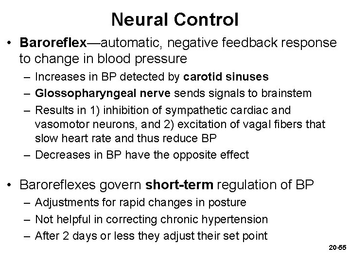 Neural Control • Baroreflex—automatic, negative feedback response to change in blood pressure – Increases